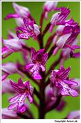 Military Orchid - 3